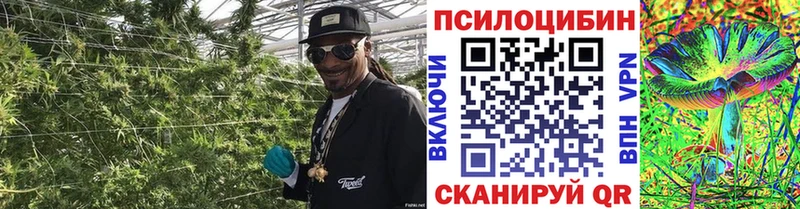 где купить   Кирс  Галлюциногенные грибы мицелий 